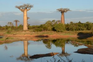 Baobab madagascar